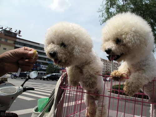 狗驱跳蚤什么牌子的药好