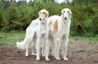 俄罗斯牧羊犬大全