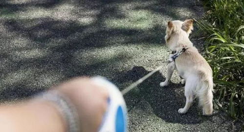 牵引狗绳的做法教程
