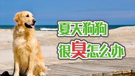 狗中毒几天会好