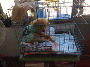 狗狗和人住一个房间好不好