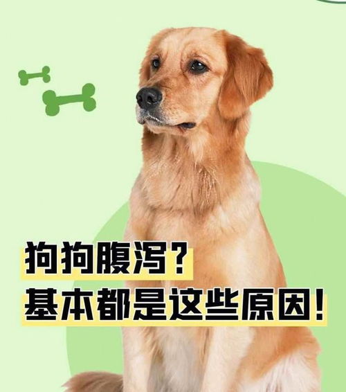 狗狗拉稀又便秘什么原因