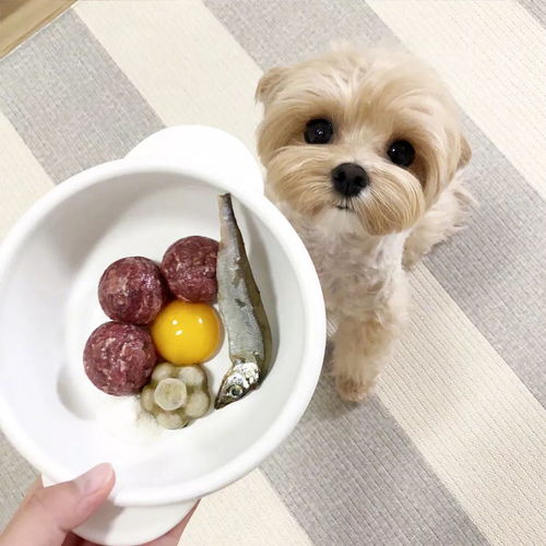 狗狗每天吃一个鸡蛋有什么好处