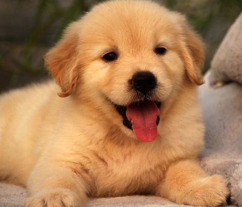 金毛犬多久长成大型犬