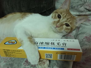 猫胃肠炎什么症状