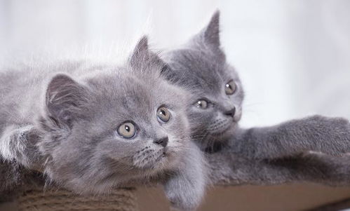 养猫咪花费很大吗