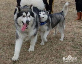 阿拉斯加幼犬怎么分辨黑色和灰色