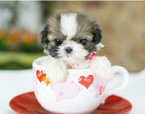 如何养好茶杯犬