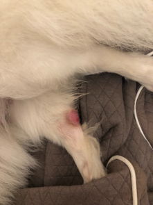 狗狗腿关节掉毛