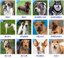 名犬的种类和大全