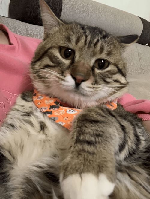 怎么测试猫粮的好与坏