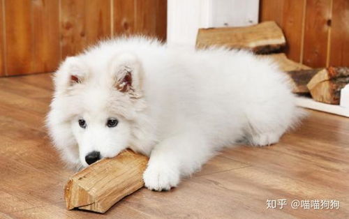 萨摩耶拉稀呕吐
