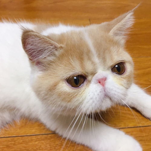 加菲猫怎么去泪痕