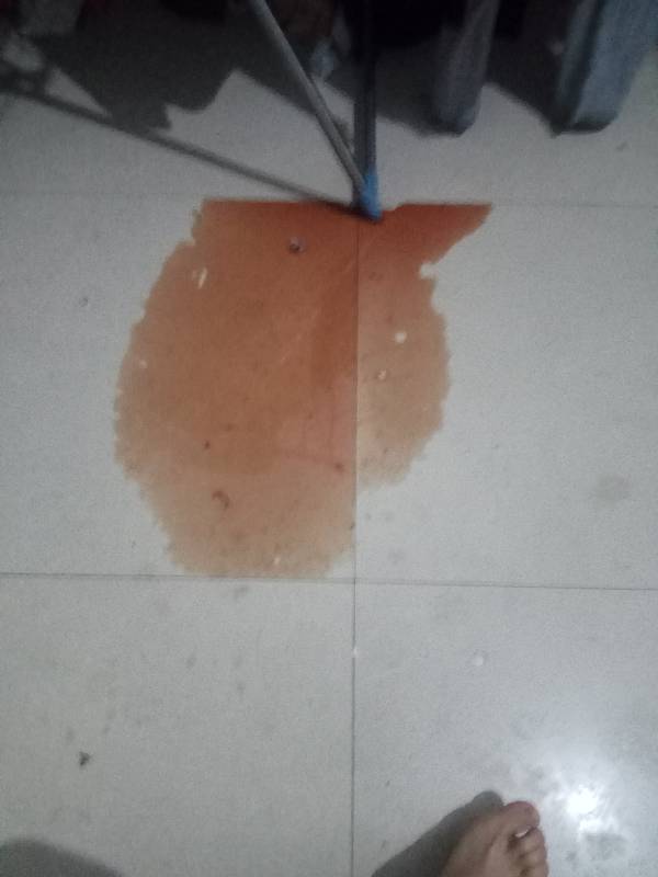 狗狗尿咖啡色液体怎么回事