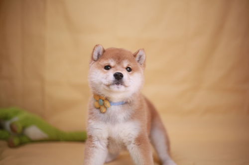 如何辨别真假柴犬