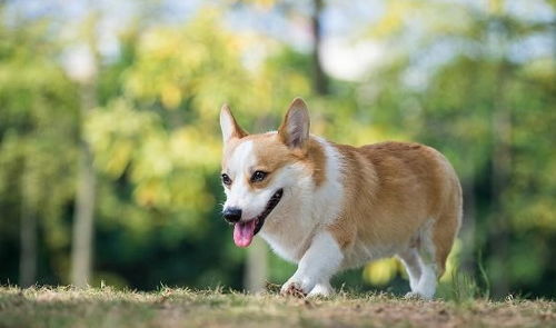 比较安静的小型犬有哪些
