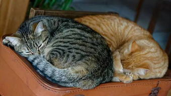 猫检查身体需要多少钱