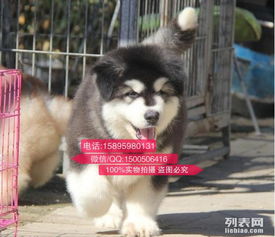 阿拉斯加幼犬耳朵大正常吗