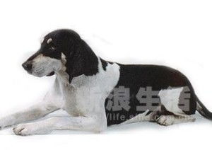 黑白色的犬种