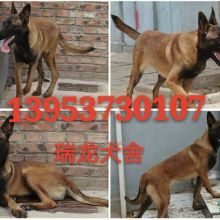 重庆犬业基地在什么地方