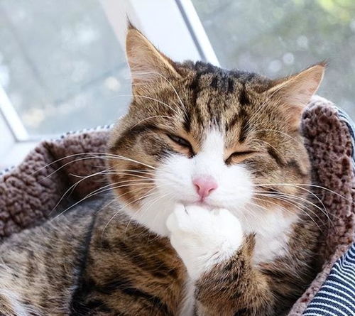 猫有几个秘密