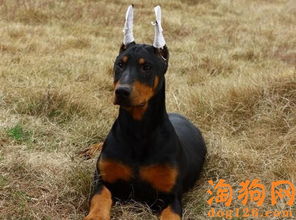 杜宾犬一般吃什么