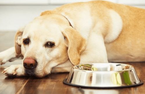 狗狗没啥食欲