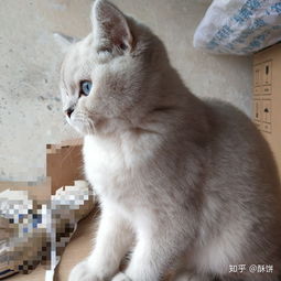 猫吃什么猫粮屎没那么臭