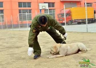 犬的训练科目主要有