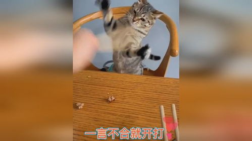 打猫后多久他会忘掉