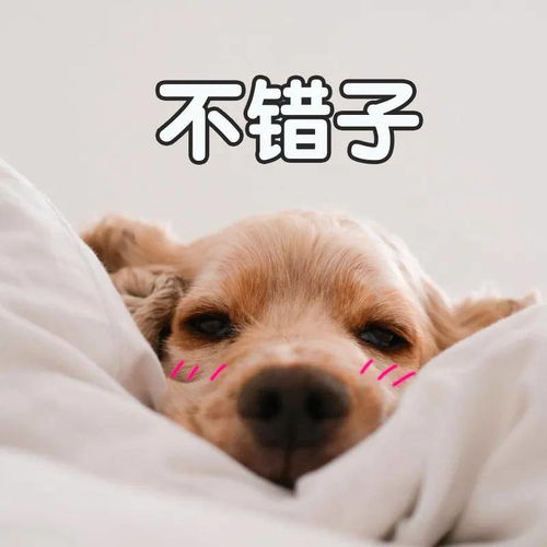 狗狗吹空调呕吐拉稀