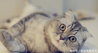 最好养的猫是什么品种