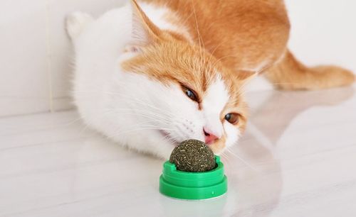 自制猫咪零食简单