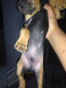 幼犬的体重