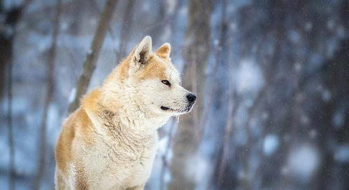 秋田犬换毛要多少时间