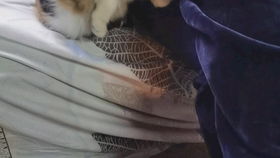 怎么判定母猫是否发情