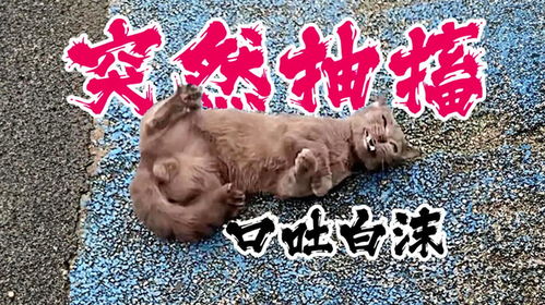 小猫突然抽搐吐白沫是怎么回事