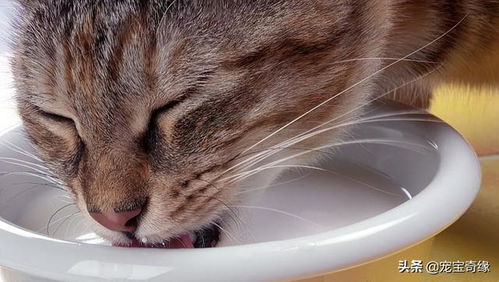 怎样给猫咪喂猫粮