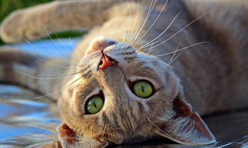土猫成年公猫正常体重
