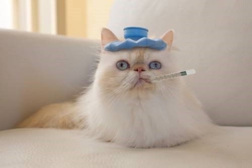 猫鼻支潜伏期会传染吗