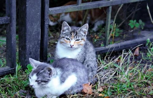 小猫多久会忘记猫妈妈了