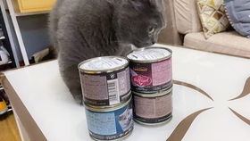 猫应该多久吃一次罐头
