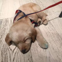 金毛犬多长时间打疫苗