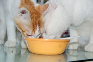 小猫出生多长时间能洗澡