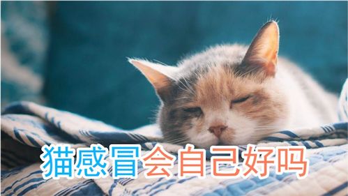 猫猫感冒多久能好