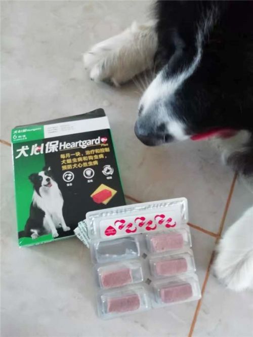 怎么给狗狗体内驱虫药