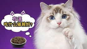 布偶猫爱吃什么猫粮