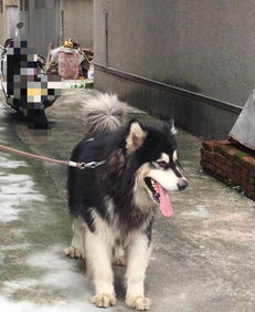 成年阿拉斯加还能训练吗