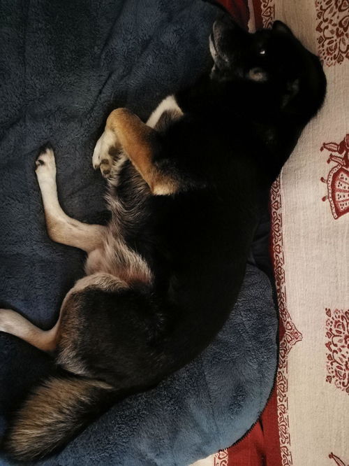 短毛家养犬