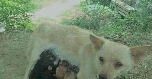 母狗刚配完有什么症状
